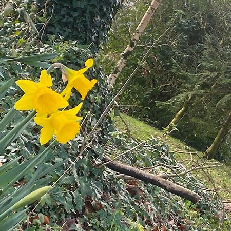 Ballyhoura Mountain Lodges Ballyorgan Экстерьер фото
